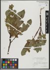 Foto von Salix hastata L.
